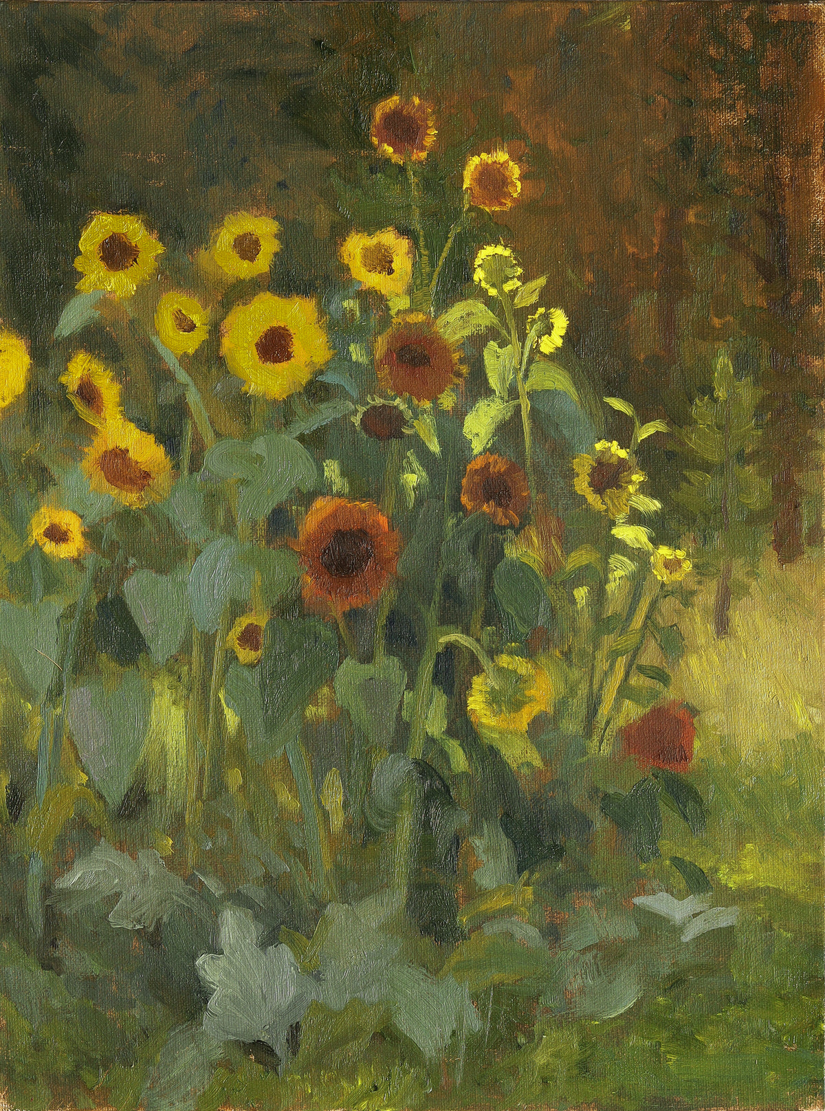 Sunflowers In Light
