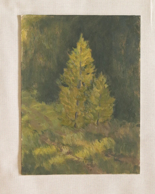 Sunlit Pines