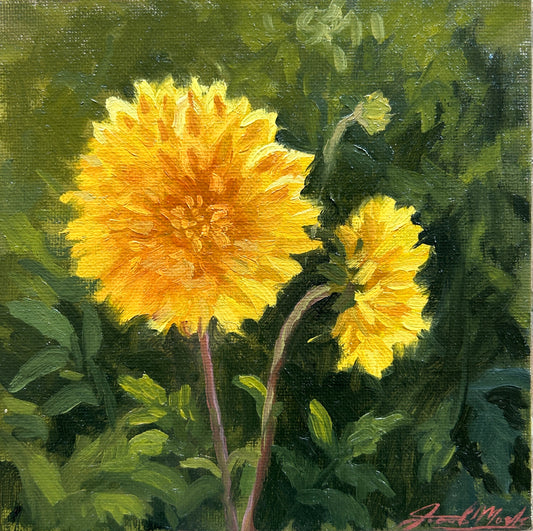 Orange Dahlia