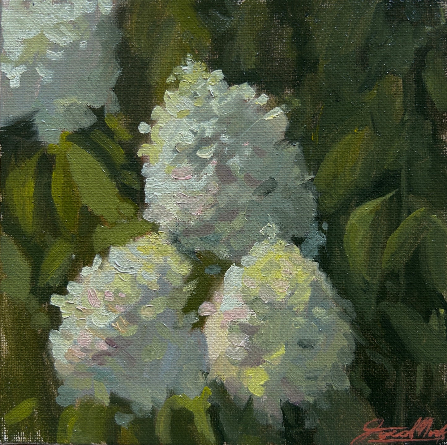Limelight Hydrangea