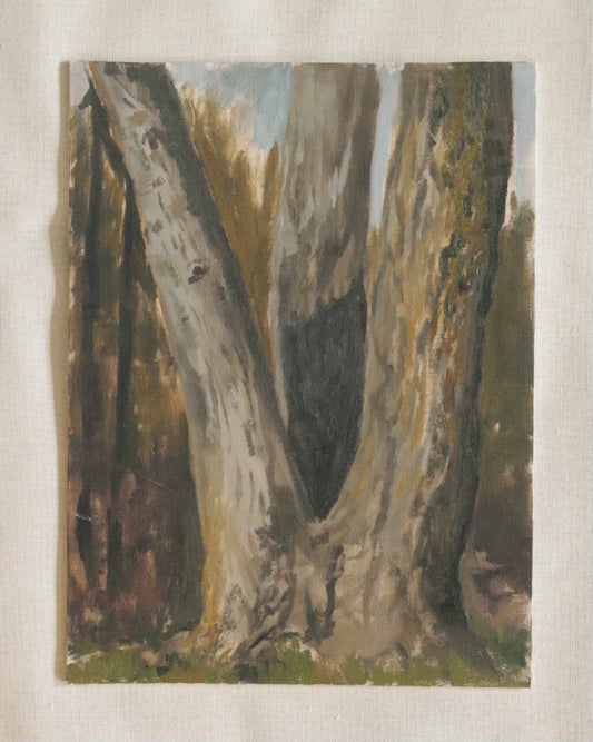 Black Poplar Trunk