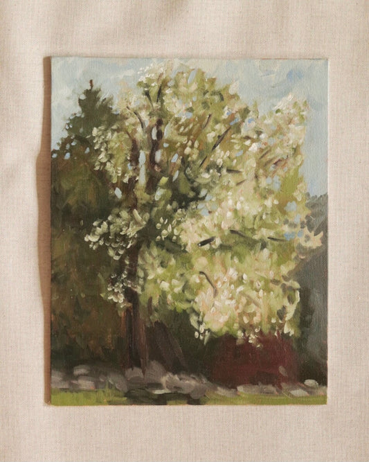 Crabapple In Bloom