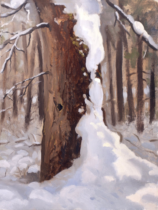 Snowy Pine Trunk