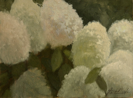 Limelight Hydrangea