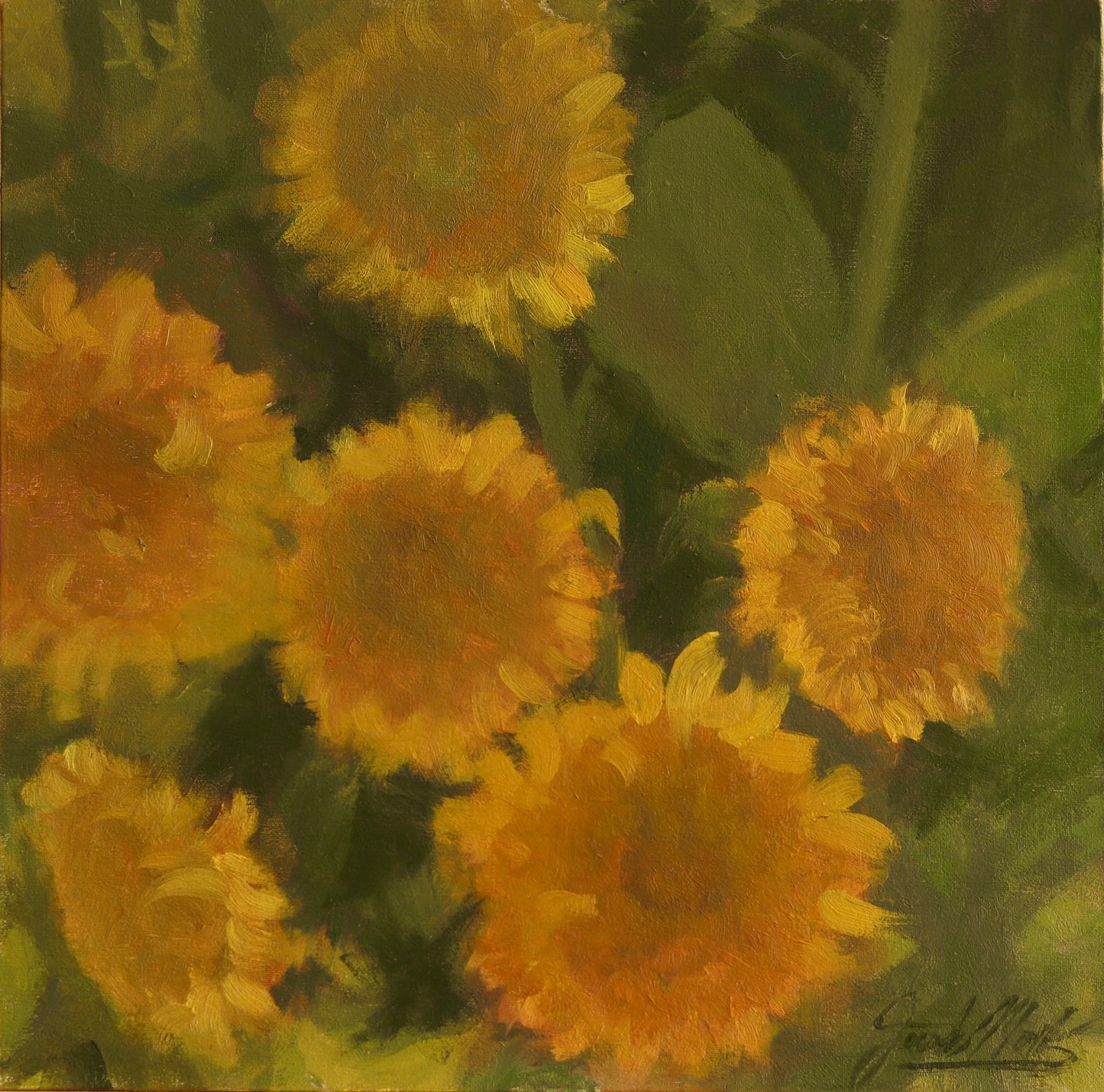 Teddy Bear Sunflower