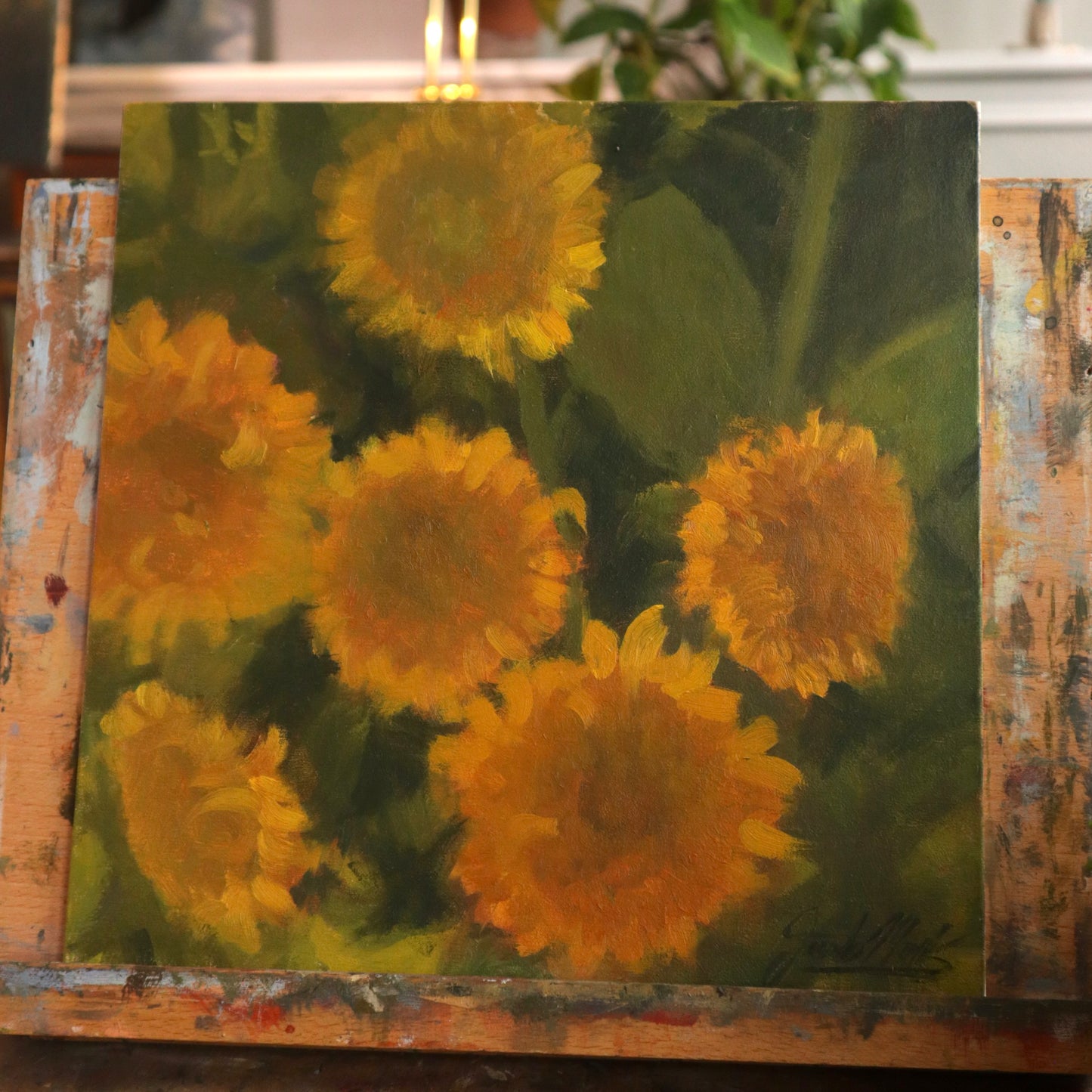 Teddy Bear Sunflower